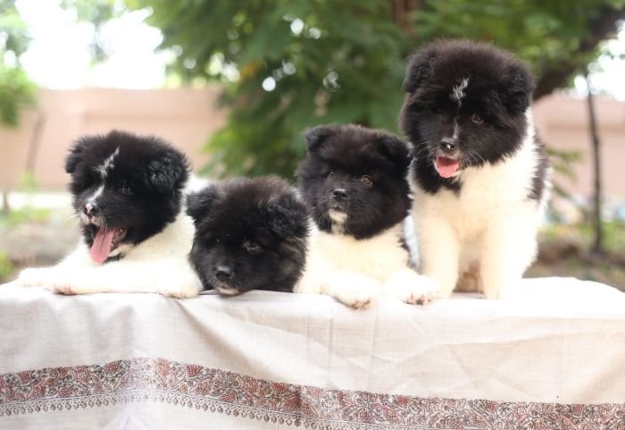 DogsIndia.com - Akita - Naveen Kumar