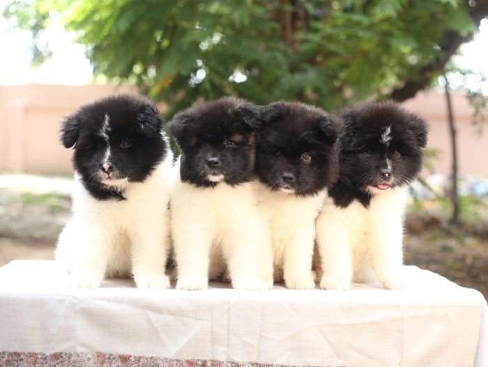 DogsIndia.com - Akita - Naveen Kumar