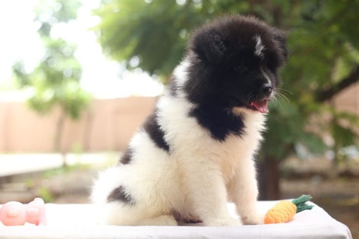 DogsIndia.com - Akita - Naveen Kumar