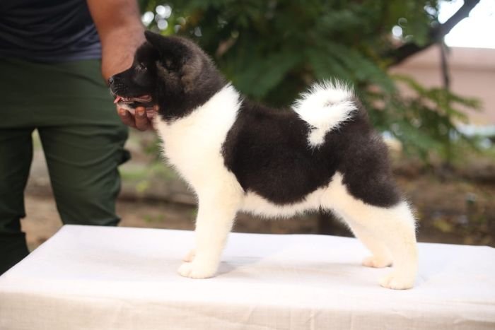 DogsIndia.com - Akita - Naveen Kumar