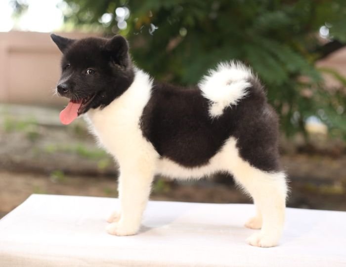 DogsIndia.com - Akita - Naveen Kumar