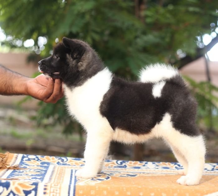 DogsIndia.com - Akita - Naveen Kumar