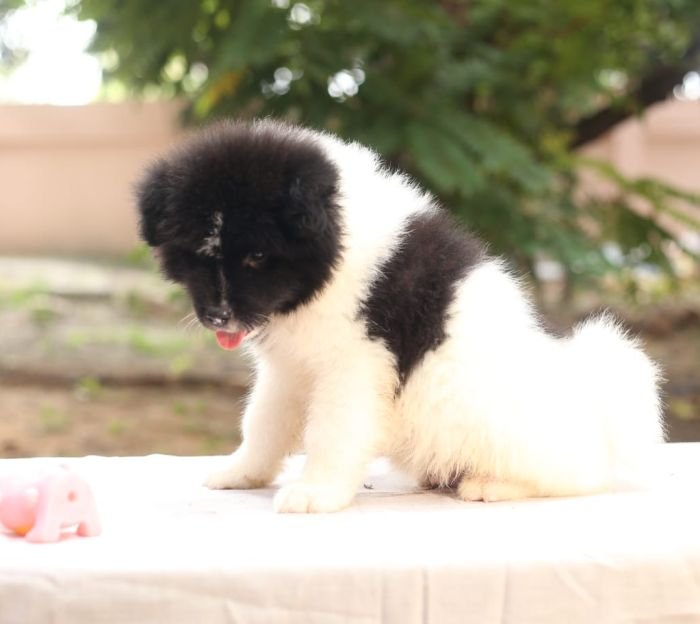 DogsIndia.com - Akita - Naveen Kumar
