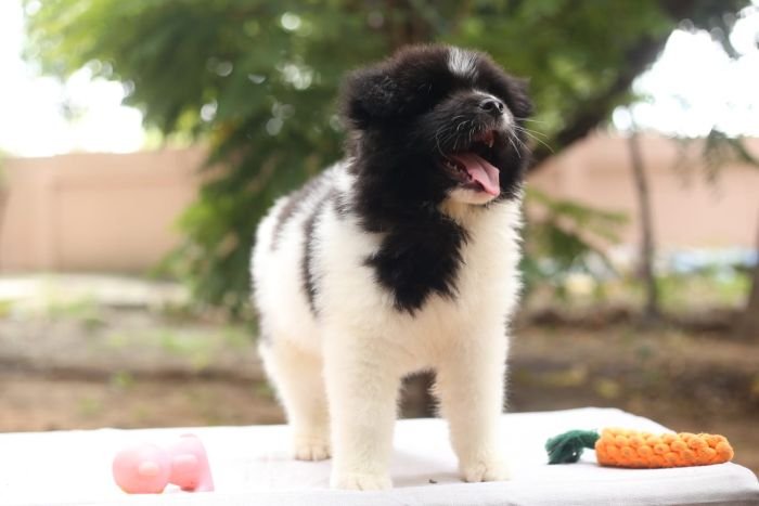 DogsIndia.com - Akita - Naveen Kumar