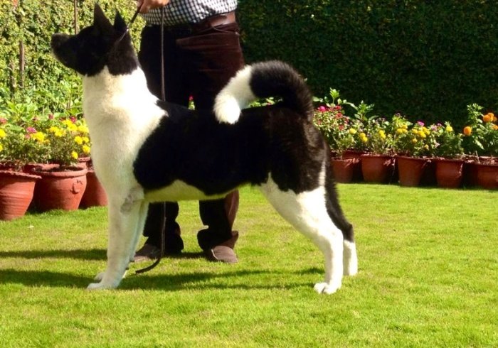 DogsIndia.com - Akita - Vikas