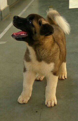 DogsIndia.com - Akita - Vikas