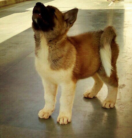 DogsIndia.com - Akita - Vikas