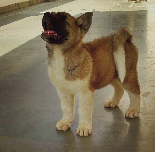 DogsIndia.com - Akita - Vikas