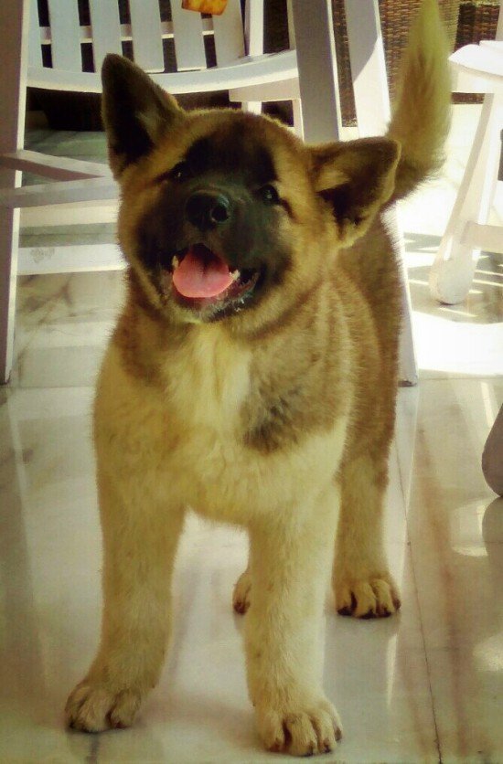DogsIndia.com - Akita - Vikas