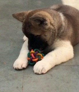 DogsIndia.com - Akita - Vikas