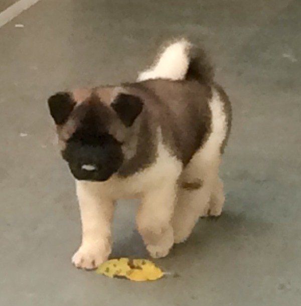 DogsIndia.com - Akita - Vikas