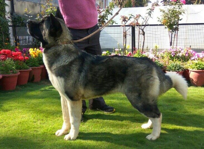 DogsIndia.com - Akita - Vikas