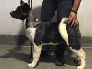 DogsIndia.com - Akita - Vikas