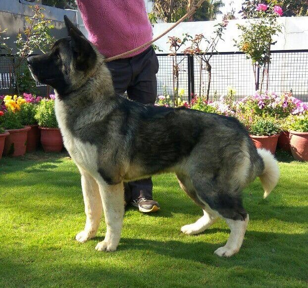 DogsIndia.com - Akita - Vikas