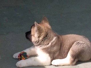 DogsIndia.com - Akita - Vikas