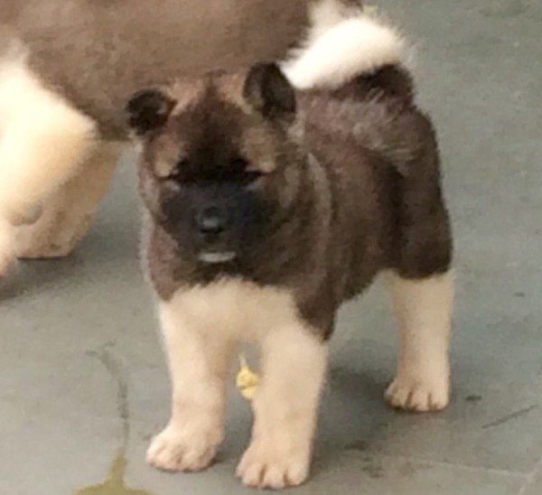 DogsIndia.com - Akita - Vikas