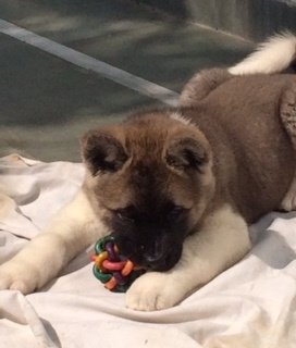 DogsIndia.com - Akita - Vikas