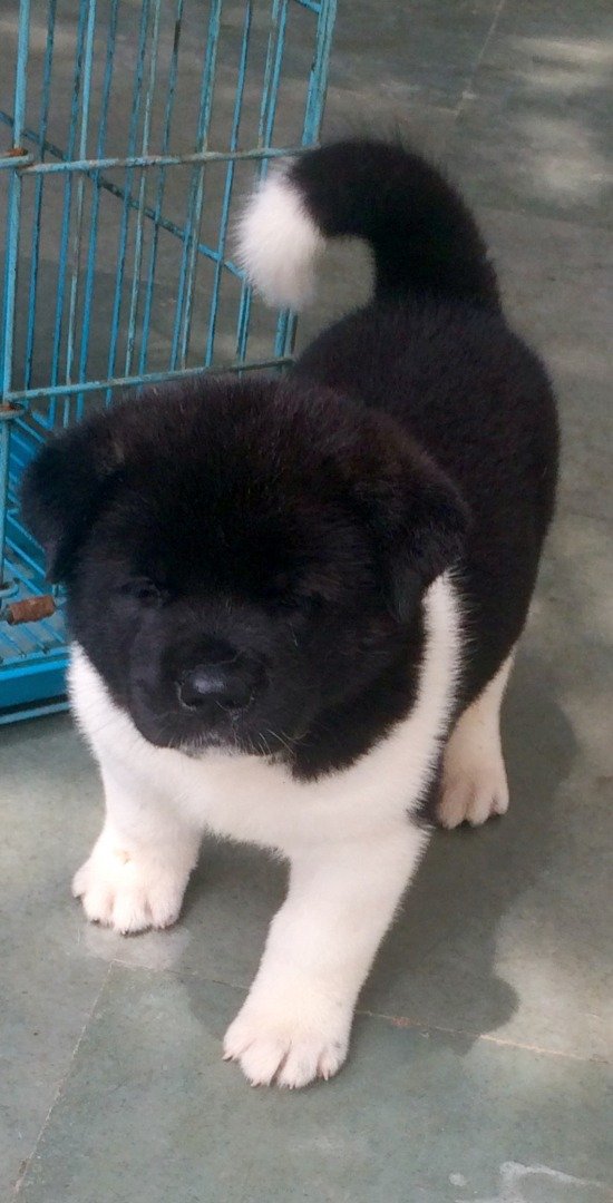 DogsIndia.com - Akita - Vikas