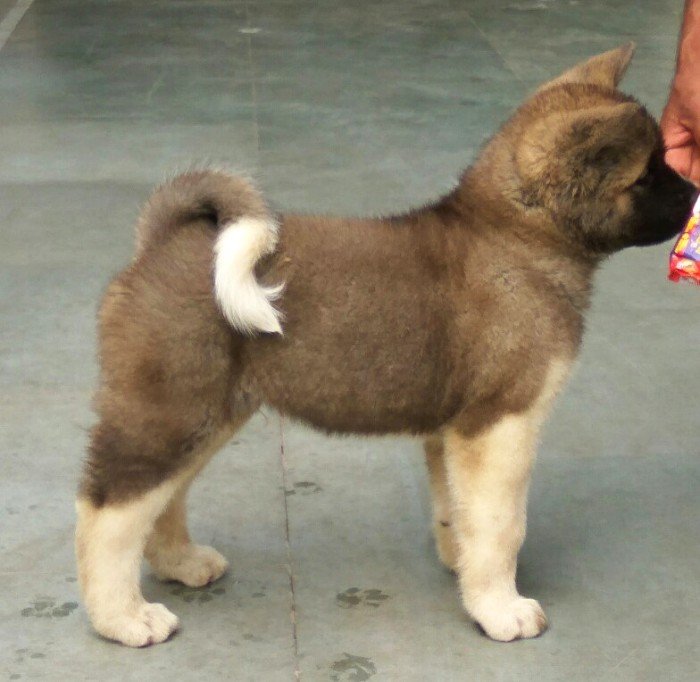 DogsIndia.com - Akita - Vikas