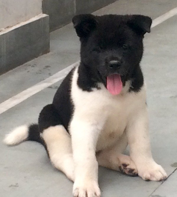 DogsIndia.com - Akita - Vikas