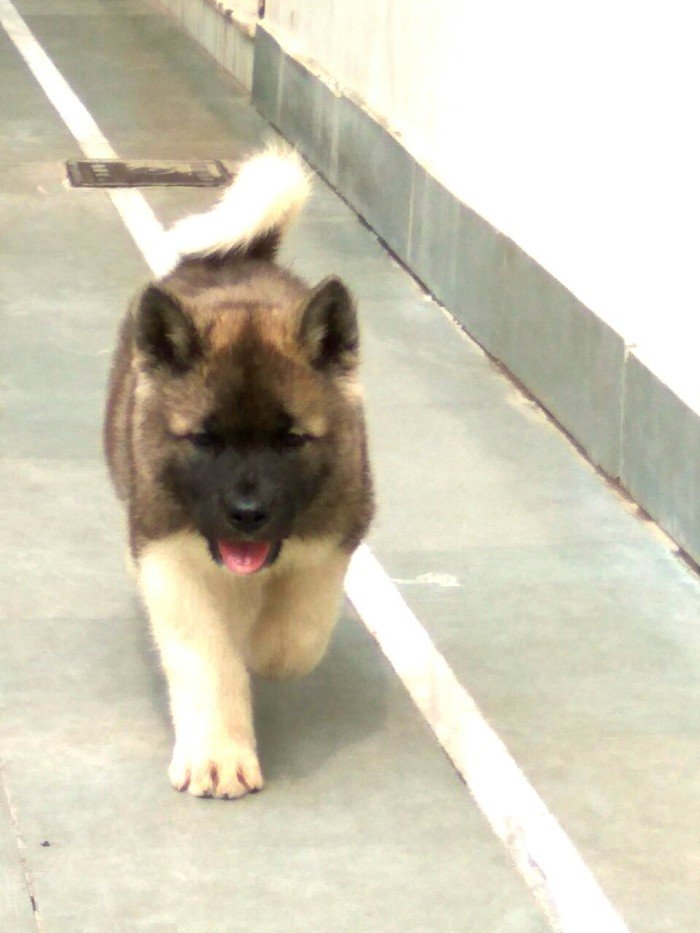 DogsIndia.com - Akita - Vikas