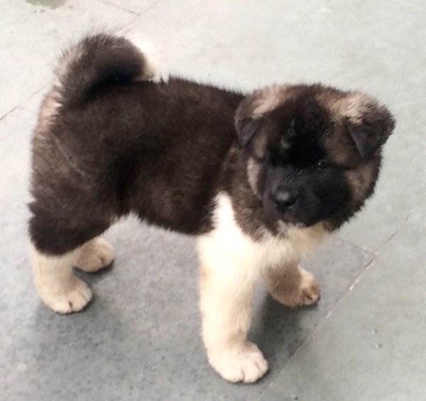 DogsIndia.com - Akita - Vikas