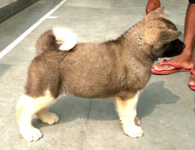 DogsIndia.com - Akita - Vikas