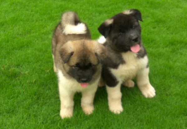 DogsIndia.com - Akita - Vikas