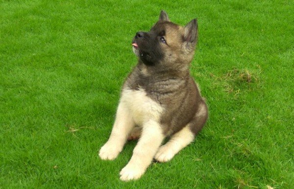 DogsIndia.com - Akita - Vikas