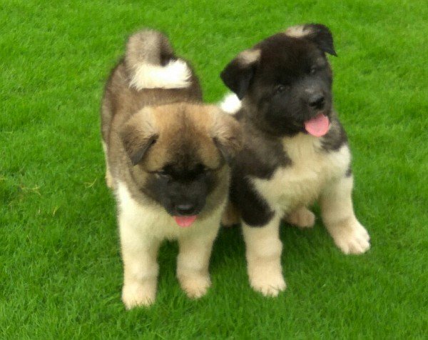 DogsIndia.com - Akita - Vikas