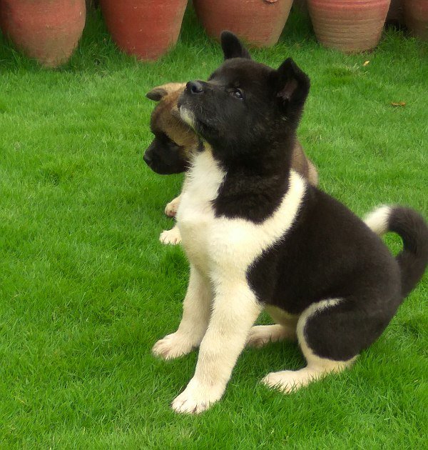 DogsIndia.com - Akita - Vikas