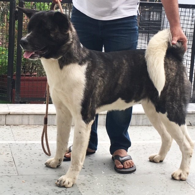 DogsIndia.com - Akita - Vikas