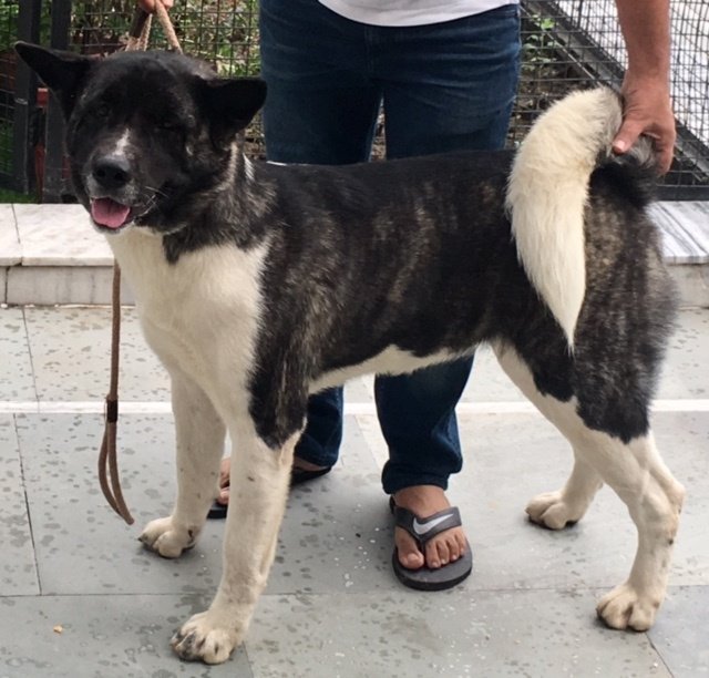 DogsIndia.com - Akita - Vikas