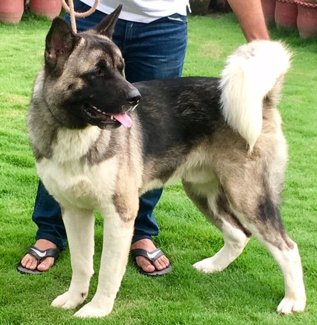 DogsIndia.com - Akita - Vikas