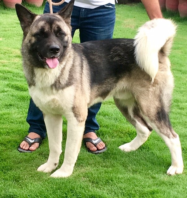 DogsIndia.com - Akita - Vikas