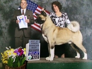 DogsIndia.com - Akita - Vikas