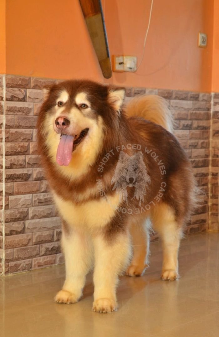 DogsIndia.com - Alaskan Malamute - Rahul