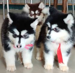 DogsIndia.com - Alaskan Malamute - Short Faced Wolves Kennel - Rahul