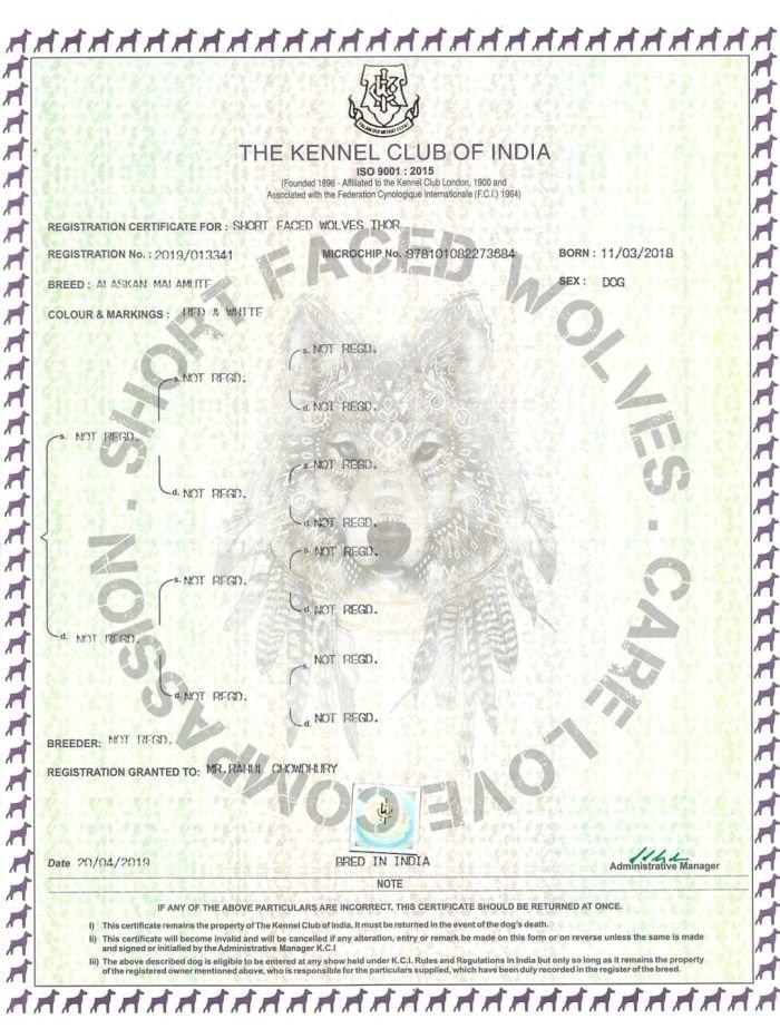 DogsIndia.com - Alaskan Malamute - Rahul