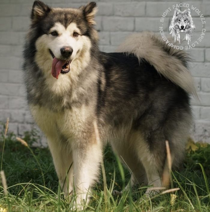 DogsIndia.com - Alaskan Malamute - Rahul