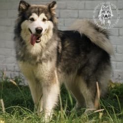 DogsIndia.com - Alaskan Malamute - Rahul