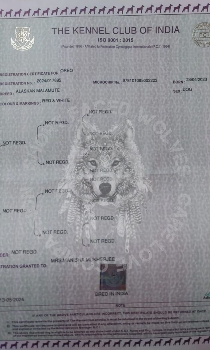 DogsIndia.com - Alaskan Malamute - Rahul