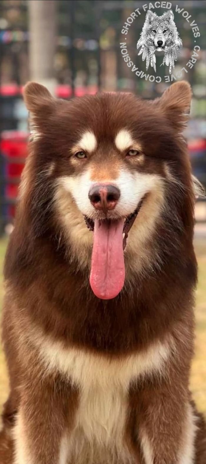 DogsIndia.com - Alaskan Malamute - Rahul