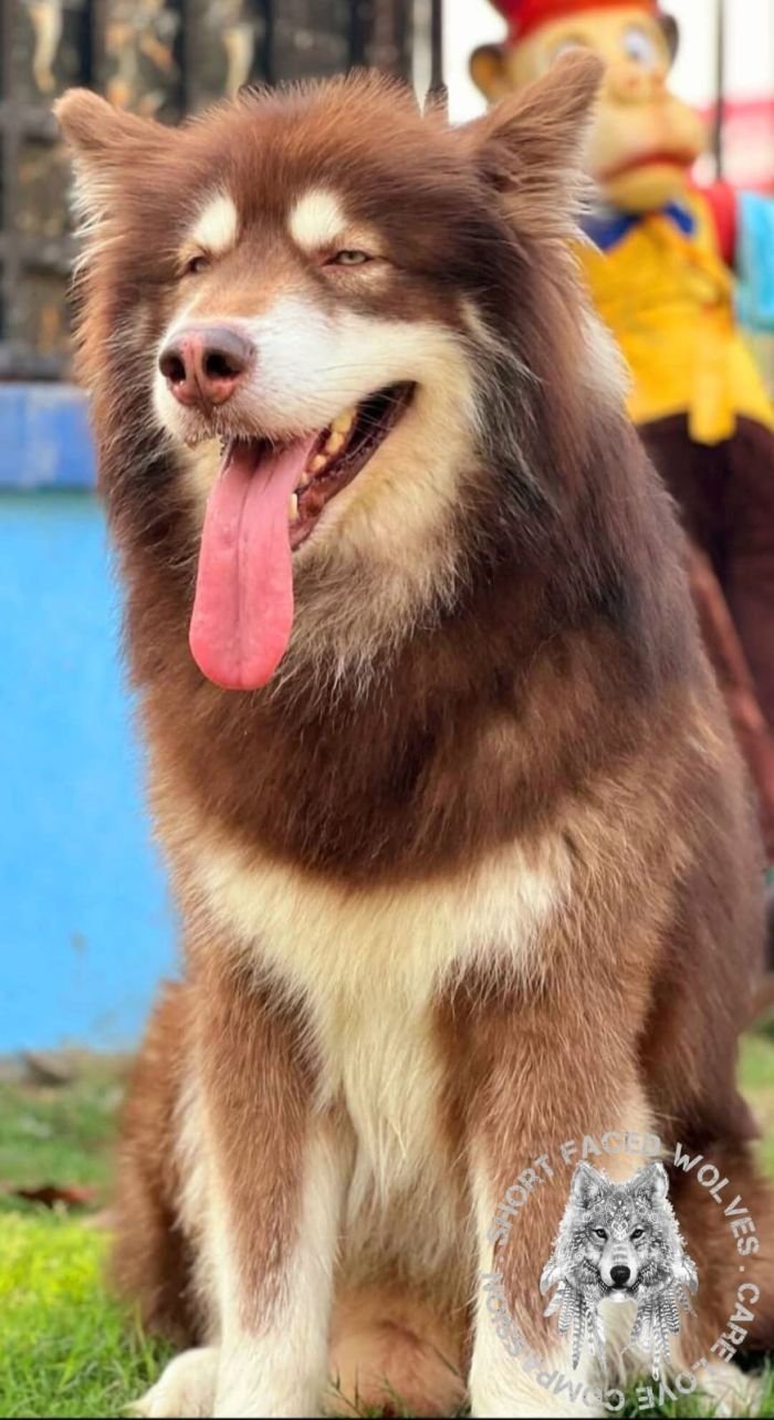 DogsIndia.com - Alaskan Malamute - Rahul