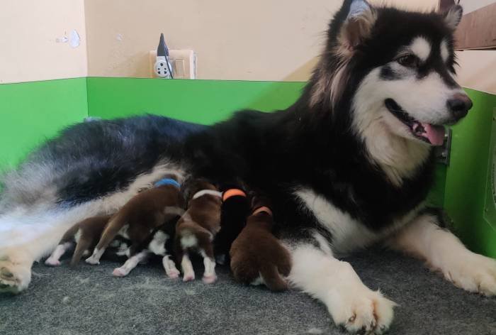 DogsIndia.com - Alaskan Malamute - Rahul