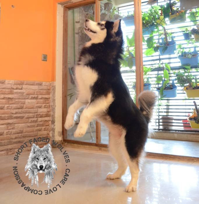 DogsIndia.com - Alaskan Malamute - Rahul