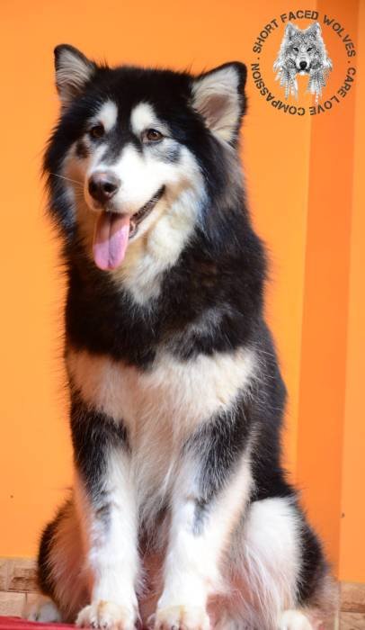 DogsIndia.com - Alaskan Malamute - Rahul