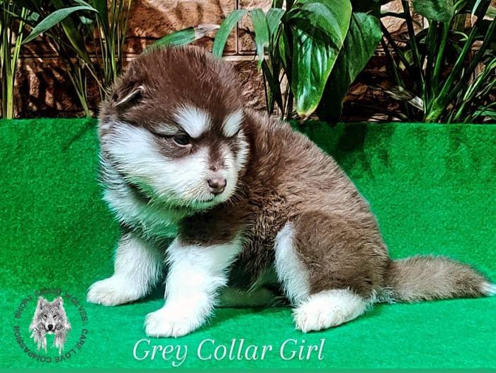 DogsIndia.com - Alaskan Malamute - Rahul