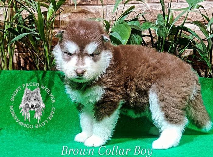 DogsIndia.com - Alaskan Malamute - Rahul