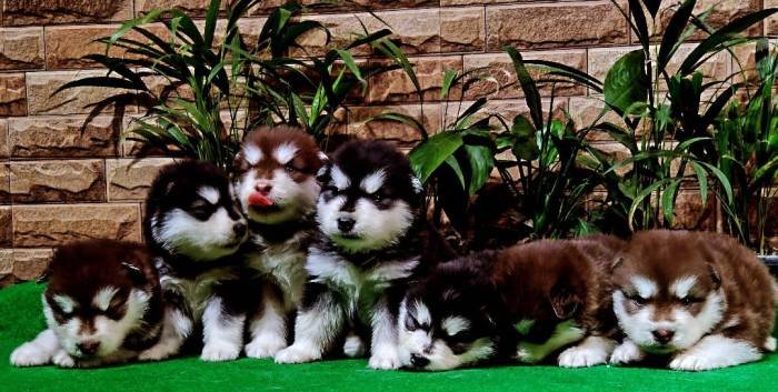 DogsIndia.com - Alaskan Malamute - Rahul